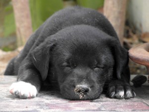 cute sleeping puppy - freerangestock.com