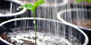 WATERING-PLANTS-1000X500-940x470