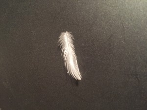 Feather from God Walkers meeting in Albany, OR 10-6-15