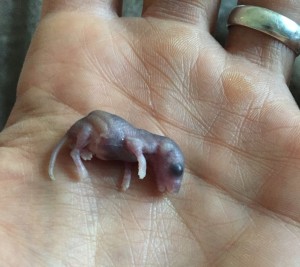 Abundantlife Resurrection Raisethedead Immortality Deadraising